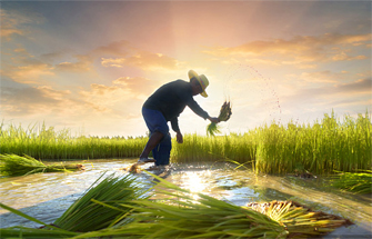 功能肥的壯大標志著施肥理念發(fā)生轉變